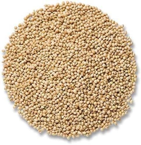 حبوب الدخن Millet