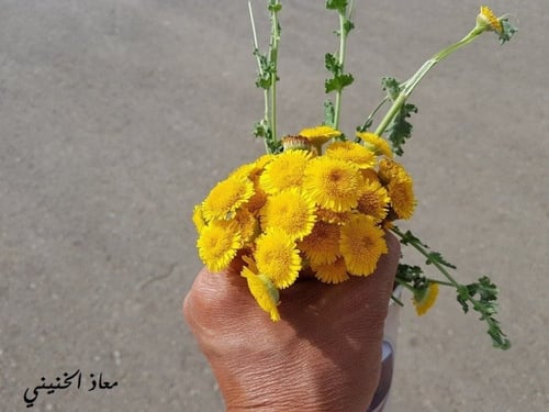 عرار 200 بذرة pulicaria