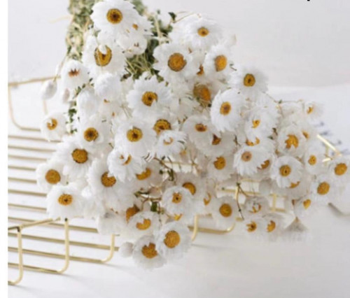 ورد طبيعي دائم