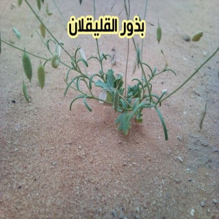 بذور القليقلان 5 بذرات