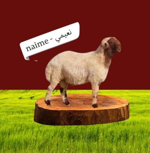 نعيمي لباني