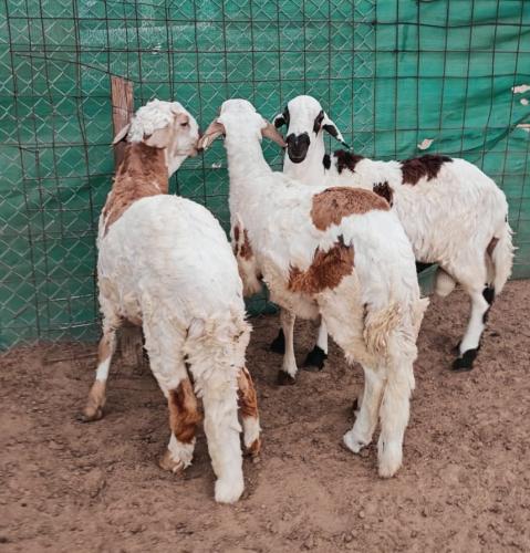 سواكني تربية عمر 8 أشهر