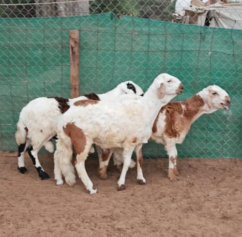 سواكني تربية عمر 8 أشهر