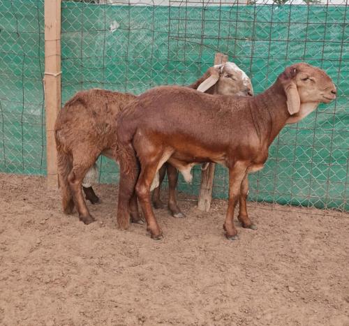 سواكني تربية عمر 9-10 أشهر