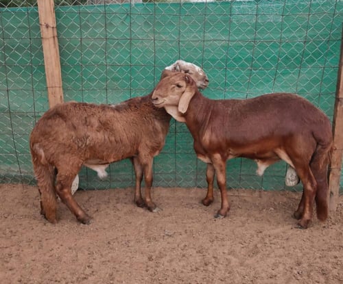 سواكني تربية عمر 9-10 أشهر