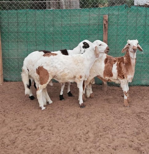 سواكني تربية عمر 8 أشهر