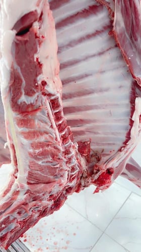 سواكني تربية