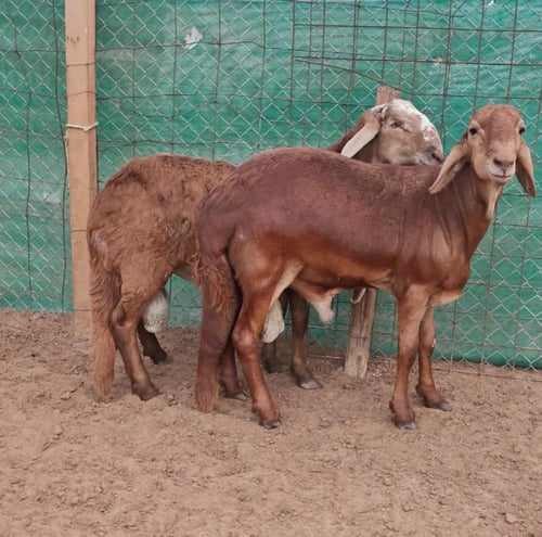 سواكني تربية عمر 9-10 أشهر