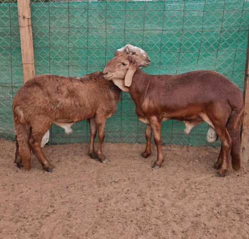 سواكني تربية عمر 9-10 أشهر