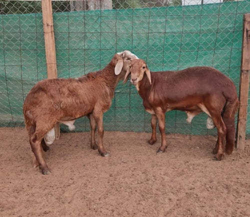 سواكني تربية عمر 9-10 أشهر