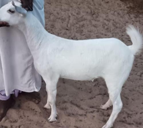 جفار محايليه