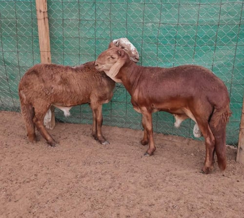 سواكني تربية عمر 9-10 أشهر