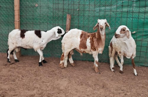 سواكني تربية عمر 8 أشهر