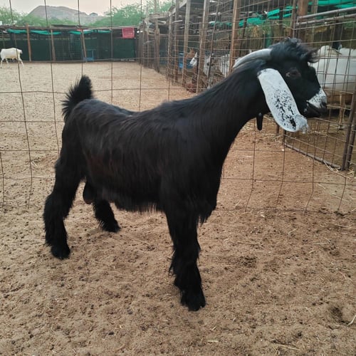 تيس بلدي بالكيلو