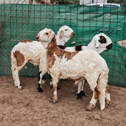 سواكني تربية عمر 8 أشهر