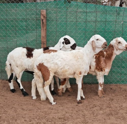 سواكني تربية عمر 8 أشهر