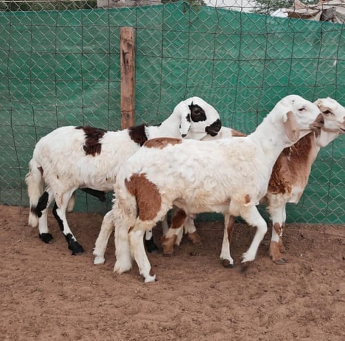 سواكني تربية عمر 8 أشهر