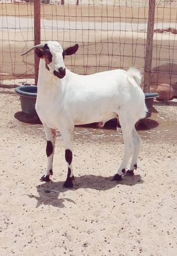 تيس بلدي بالكيلو