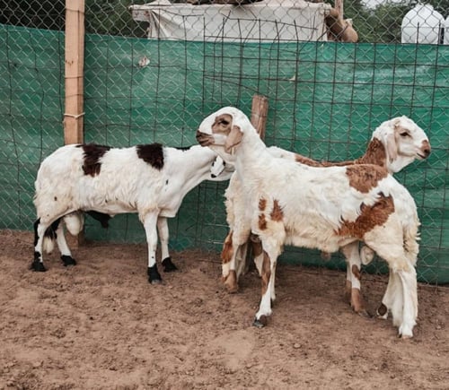 سواكني تربية عمر 8 أشهر