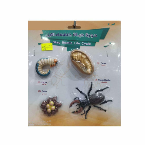 دورة حياة خنفساء الإيل