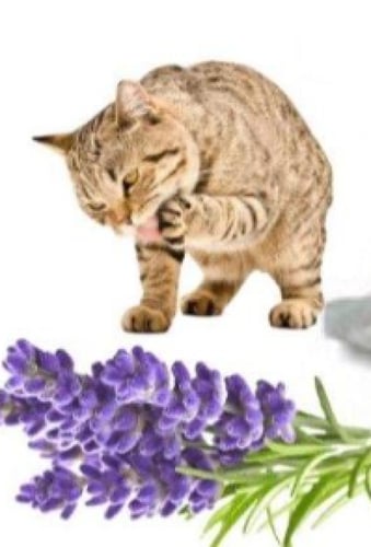 رمل قطط فرش كات 10لتر Fresh Cat Litter 10 Litter
