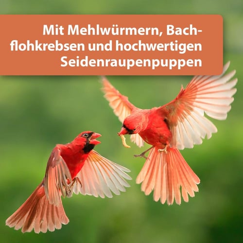 كويكو ديدان القبابي بروتين ميكس Quiko Protein Mix