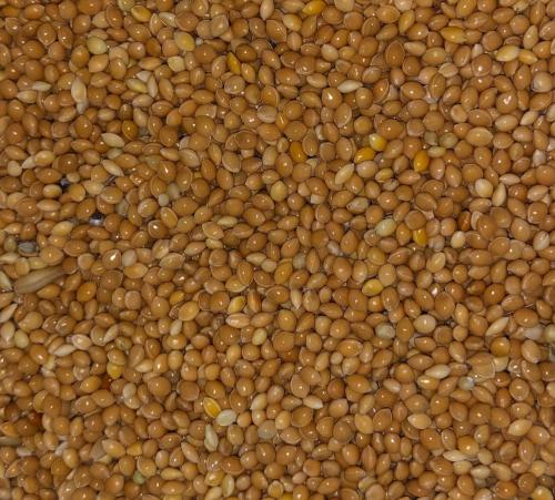 دخن مليسا 20 كيلو Millet اوكراني اصفر