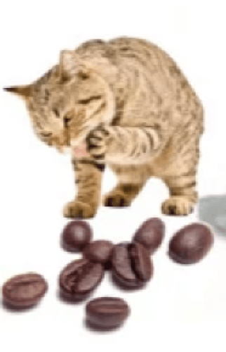 رمل فرش كات 5لتر Fresh Cat Litter 5 Litter