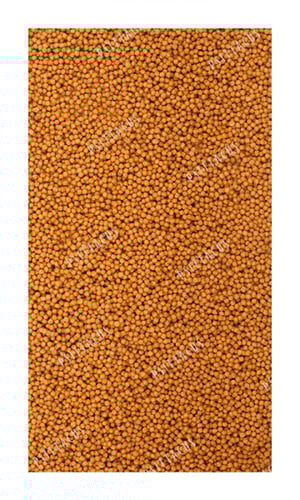 غذاء فيشر بادجي روز مينور سيتاكوس PSITTACUS MINOR