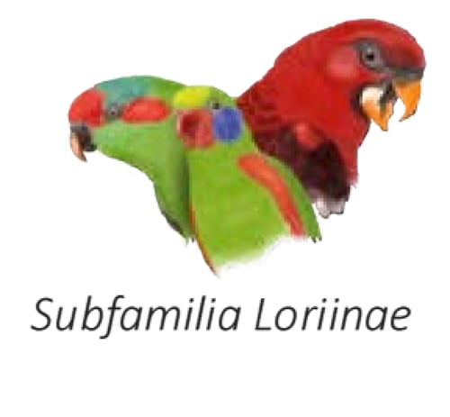 غذاء الرحيق نكتار لوري سيتاكوس PSITTACUS LORY NECT...