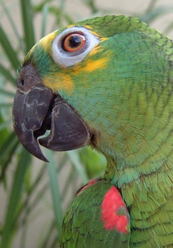 سيتاكوس هاي بروتين امزوني انتاج PSITTACUS HIGH PRO...