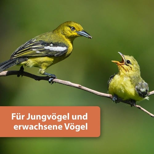 كويكو ديدان القبابي بروتين ميكس Quiko Protein Mix