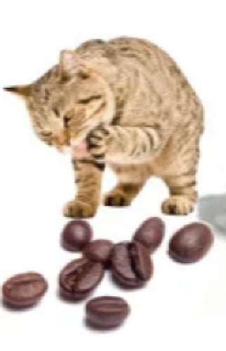 رمل قطط فرش كات 10لتر Fresh Cat Litter 10 Litter