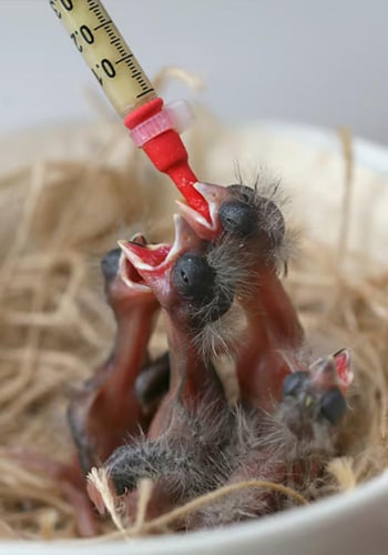 سيتاكوس سيريلاك كناري سيرينوس SERINUS CANARIES HAN...