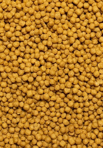 غذاء ببغاوات متوسطه فيشر روز كروان كنيور ميني سيتا...