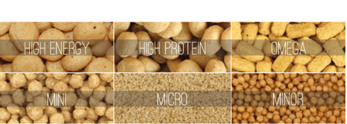 غذاء يومي كاسكو امزوني مكاو عالي الطاقة سيتاكوس PS...