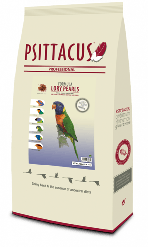 لوري بيرلز من سيتاكوس PSITTACUS LORY PEARLS
