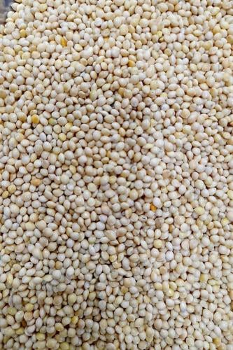 دخن مليسا 20 كيلو ابيض امريكي Millet