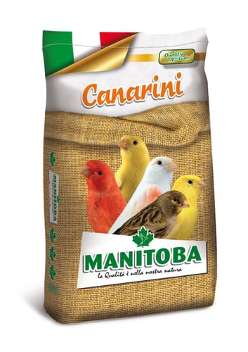 اكل كناري بالفيتامينات مانيتوبا Manitoba Canarini...