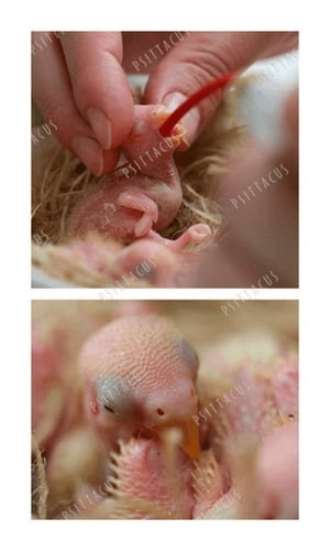 ابر غر حمراء ناعمه ولينه سيتاكوس PSITTACUS Red Sof...