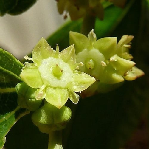 بذور شجرة العناب ( Ziziphus Jujuba )