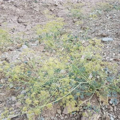 بذور الحزاء ( Ducrosia anethifolia )