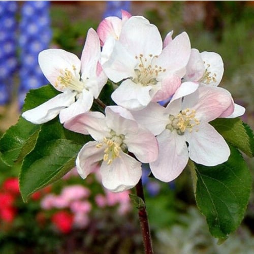 بذور شجيرة التفاح القزمي ( Malus pumila )