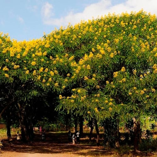 بذور شجرة كاسيا سبيكتابيلس ( Cassia spectabilis )