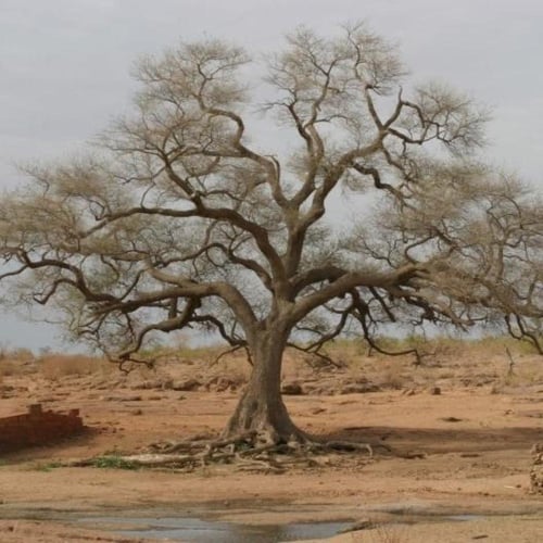 بذور الحراز النادرة - السنط الابيض ( Faidherbia Al...