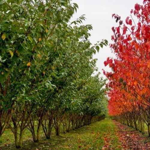 بذور شجرة ساكورا - الكرز الياباني ( Prunus serrula...