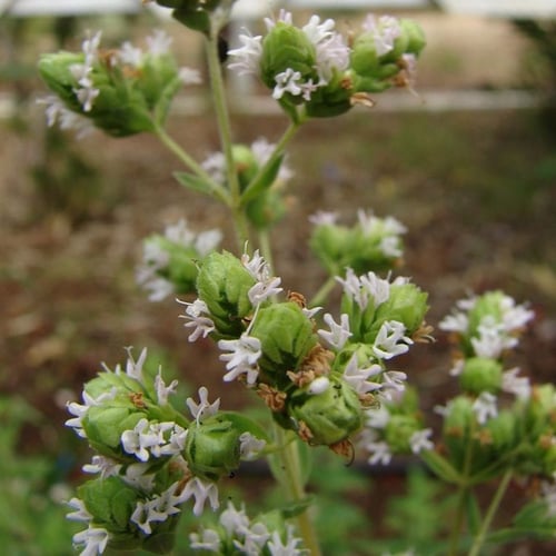 ‫بذور البردقوش الحلو - الوزاب - ‬الدوش ( Origanum...