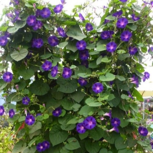 بذور زهرة مجد الصباح الارجوانية - ايبوميا ( Ipomoe...