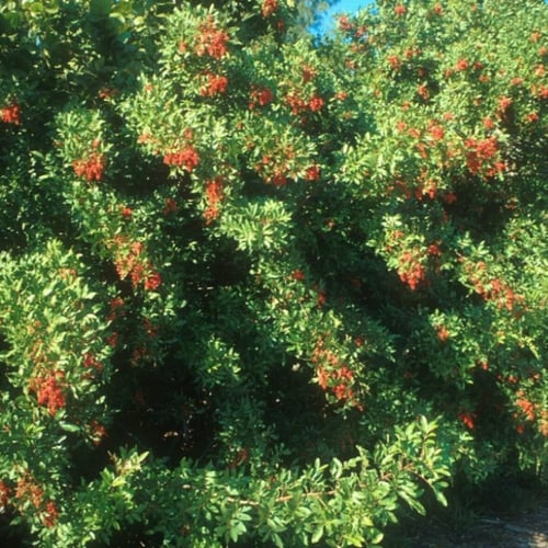 بذور الفلفل البرازيلي عريض الأوراق ( Schinus tereb...