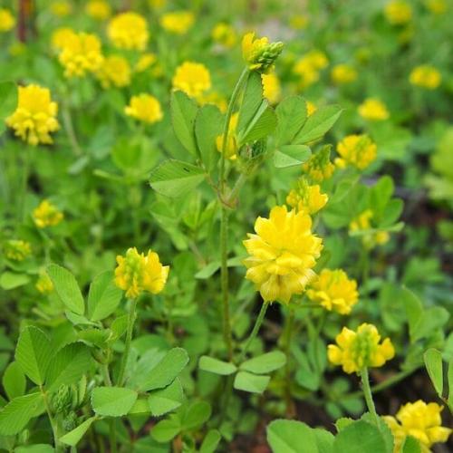 بذور عشبة النفل ( Trifolium campestre )